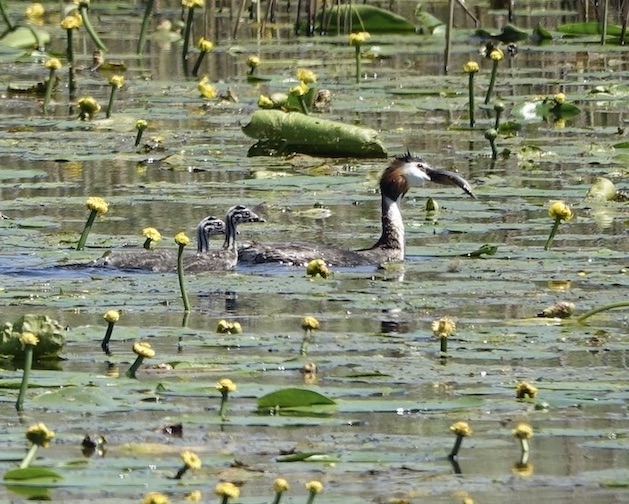 great crested grebe